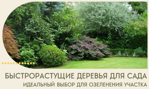Быстрорастущие деревья для сада идеальный выбор в Улане-Удэ