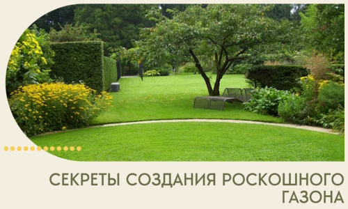 Секреты создания роскошного газона в Улане-Удэ